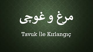 Tavuk İle Kırlangıç   /  مرغ و غوچی