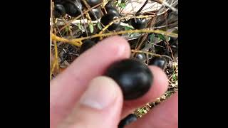 Silver Saw Palmetto Berries