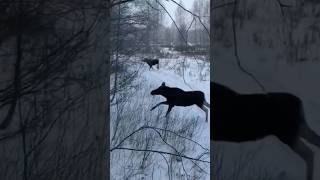 Куда они все!? Животные от чего то бегут #nature #карелия #elk #moose #hunting #лось #охота