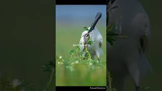 wood strok in the mode of attack🔥~#birds#wildlife#nature#indianbirds