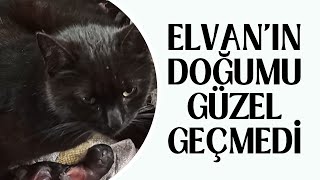 ELVAN'IN DOĞUMU GÜZEL GEÇMEDİ