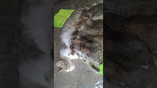 Subhanallah Kucing Melahirkan 7 ekor anak #shorts #viral #kucing