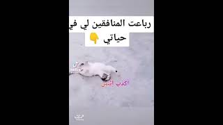 قط منافق والكلب اكثر منه 😂😂😂😂