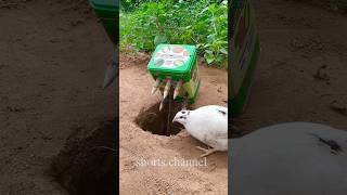 New Unique Animals Bird Trap using home Bird Trap #shorts