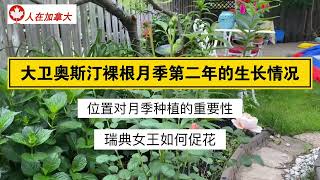 大卫奥斯汀裸根月季第二年生长情况/瑞典女王如何促花/位置对月季种植的重要性