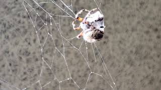 Feeding spider outside my classroom full vid