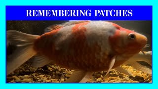 Patches, Our Best-Known Goldfish, has Passed at Age Seven.