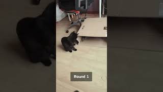 Cat Paul Video: Fight of the Nespresso Box