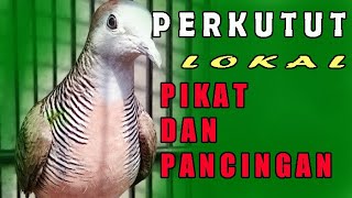 suara pikat perkutut lokal ampuh untuk pancingan