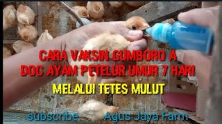 Cara vaksin gumboro pada doc ayam petelur