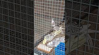 Cockatiels eating bread