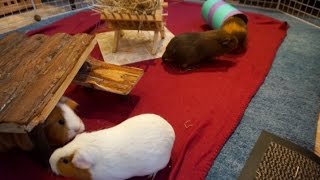 The Guinea Pigs Love This Room!