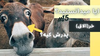 دانستنی های جالب درمورد خر-یابو قوی تره یا قاطر؟پارت15