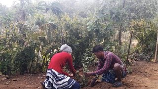 Planting Trees in our Farmhouse in Odhisa | Indian countryside life | Rural life of India