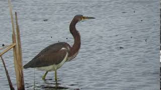 Tricolored Heron