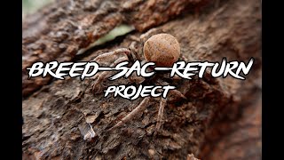 Breed-Sac-Return Project (Araneus ventricosus) #GEV71