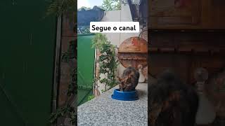 #trendingshorts #fofimhos #gatos #adoteumgato #viralvideo #trend #comida co