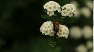 Nature herbs bee bumble bee flower focus