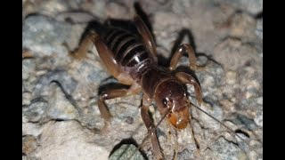 Millipedes in the moonlight