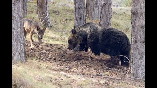 Orsa Amarena contro lupo