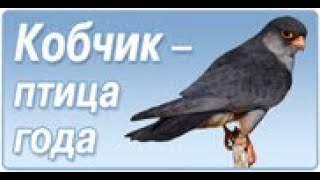 Акция «Птица года - кобчик» в рамках городской декады «Весна и птицы - 2021»