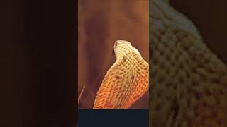 Si imut GARANGAN VS Ular Cobra.#video Shorts