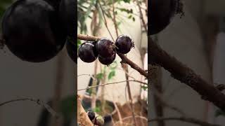 What is this fruit 🍇 tree 🌳 called???? #pepper #growgreen #garden #growsomefood #gardening #farm