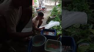 ikan hias rumahan rame omset juta'an #banyuwangi #ikanhias #ikankoki