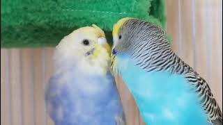 Smart and lovely little budgies #part-1