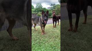 Dobermann europeu 🔥🇷🇺🇧🇷 pastor alemão 🇩🇪 #cãodeguarda #dobermanlove #pastoralemão #dogueiros #dog