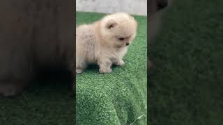 WHITE CUTE TOY POM #doglover #dog #cute #puppy #terding #toypom #pets