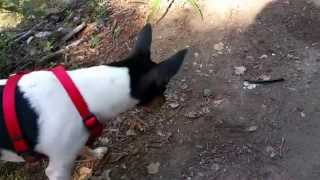 Toy Fox Terrier vs Millipede