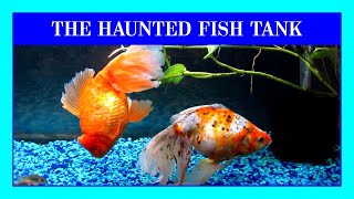 Things in the Fantail Goldfish Tank Are Getting Weird Again! (Strange Moving Ornaments)