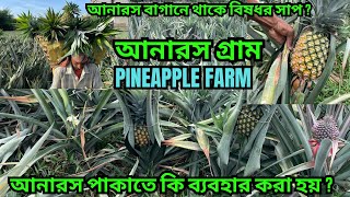 Pineapple Garden || আনারস কেন ঢেকে রাখা হয় ? বাংলার এক মাত্র এই গ্রামে আনারস চাষ হয়