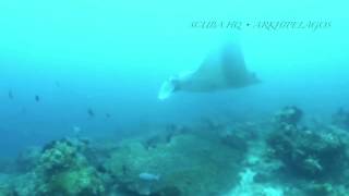 Arkhipelagos - Giant Devil Ray, the endangered species of Eagle Ray | Raja Ampat, Papua