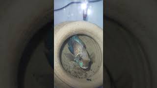 Electric Blue Acara Cichlid's