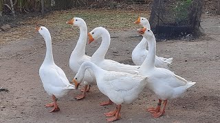 Gansas Iniciaram a Postura, Todos Marrecos de Pompom.