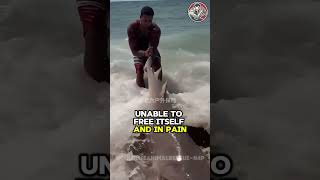 Heartfelt Rescue of Injured Shark with Hook Stuck on the Shore