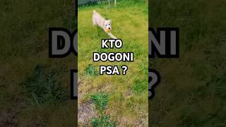 Kto dogoni psa Golden Retriever?  #goldenretriever