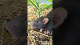 Mice Find Food In Piano Music - Paul Bardor