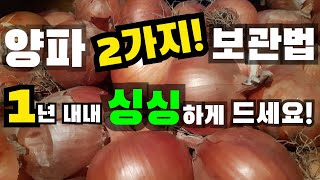 1년 두고 먹는 양파보관법 2가지! 양파보관하는방법, 양파보관, 양파저장법, 양파저장온도, 양파저장방법, Onion storage, How to store onions