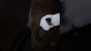 miracle cat change color in 1second