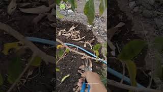 PRUNING KELENGKENG NEW KRISTAL‼️bantu subscribe‼️