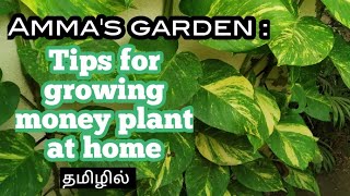 Amma's garden Tips for growing money plant at home | in Tamil |