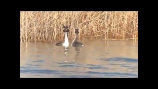 Parades amoureuses du Grèbe huppé (Podiceps cristatus)