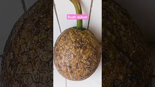 buah sukun#berkebun #berkebundirumah #pertanian #petualangan