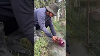 Red Spinach Harvest #plants #garden #harvest #farming #organic #horticulture #spinach #mustard