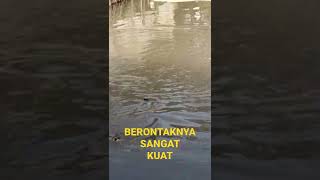 MOCEL IKANNYA YANG BERONTAKNYA SANGAT KUAT.!! #mancingmania #mancing #mancingikan #mancingliar