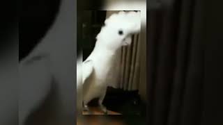 Funniest Dancing Cockatoo 😂 #birds #parrots #shorts