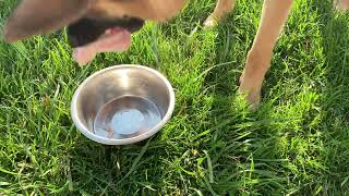 German shepherd eating 3 pieces of raw chicken drumsticks under a minute